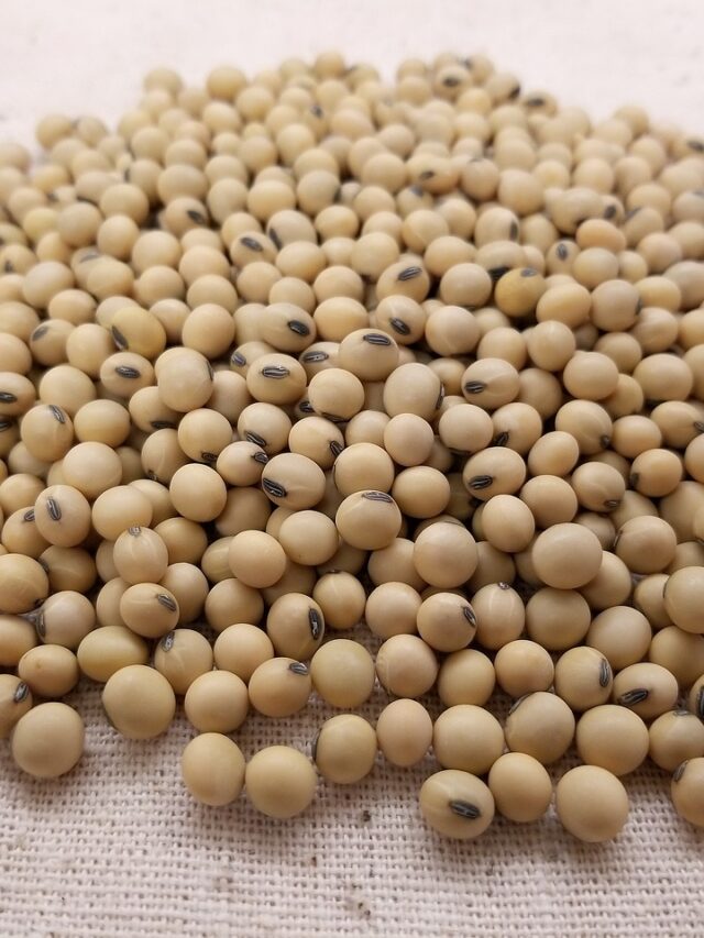 soybeanseed